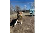 Adopt TUCCI a Border Collie, Siberian Husky