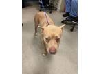 Adopt CHILLIE a Pit Bull Terrier, Mixed Breed