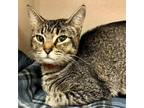 Adopt Butterfingers a Domestic Short Hair