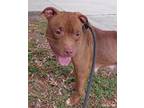 Adopt ARIES a American Staffordshire Terrier