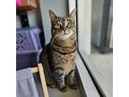 Adopt Izzie a Domestic Short Hair