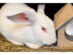 Adopt LUCILLE a Bunny Rabbit