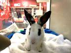 Adopt HOP TART a Bunny Rabbit