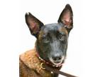 Adopt Beauty a Dutch Shepherd