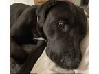 Adopt Penni a Pit Bull Terrier, Black Labrador Retriever