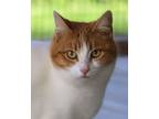 Adopt Montana a Domestic Short Hair