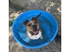 Adopt Cuddles 23415 a American Staffordshire Terrier
