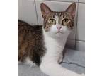 Adopt Tabulous a Tabby