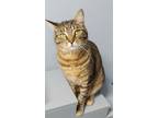 Adopt Dory a Tabby