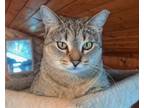 Adopt Mona Lisa a Domestic Short Hair