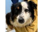 Adopt Cher a Australian Shepherd