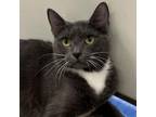 Adopt Shine a Domestic Short Hair