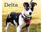 Adopt Delta a Terrier, Shepherd