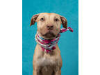 Adopt Dobbi a Pit Bull Terrier, Mixed Breed