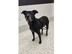 Adopt Debra a Labrador Retriever, Mixed Breed