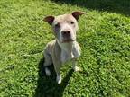Adopt HOPE a Pit Bull Terrier