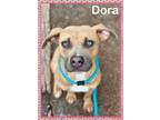 Adopt DORA a American Staffordshire Terrier