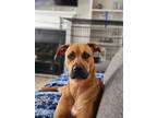 Adopt Mindy a Boxer