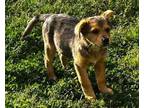 Adopt Tiger Lilly a Australian Shepherd, Jack Russell Terrier