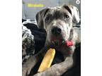 Adopt Maribelle a Pit Bull Terrier