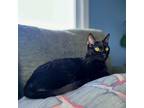 Adopt Amy -- Bonded Buddy With Chey a Domestic Short Hair