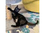 Adopt Chey -- Bonded Buddy With Amy a Domestic Short Hair