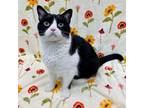 Adopt Sushi a Domestic Short Hair