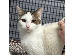 Adopt Rachel a Domestic Medium Hair