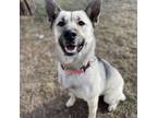 Adopt Ellie a German Shepherd Dog