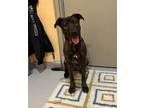 Adopt Avalon a Pit Bull Terrier