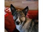 Adopt **COURTESY LISTING** Anna a German Shepherd Dog, Husky