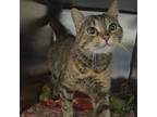 Adopt Snickers a Domestic Short Hair