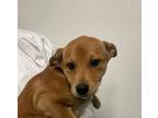 Adopt Rosie a Shiba Inu, Mixed Breed