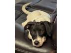 Adopt Gloria a Bernese Mountain Dog, English Springer Spaniel