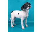 Adopt Gloria a Bernese Mountain Dog, English Springer Spaniel