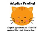 Adopt Poppy a Domestic Short Hair