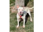 Adopt Dotty a Pit Bull Terrier, Mixed Breed