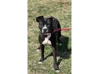 Adopt Maddie a Pit Bull Terrier, Mixed Breed