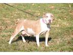 Adopt Sally a Hound, Pit Bull Terrier