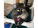 Adopt CR Carla a Domestic Long Hair