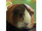 Adopt Gizmo & Rue a Guinea Pig