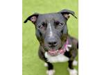 Adopt Dutchess (in foster) a Pit Bull Terrier, Mixed Breed
