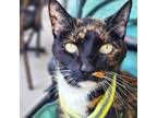 Adopt Sabrina a Domestic Short Hair