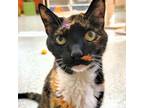 Adopt Sabrina a Domestic Short Hair