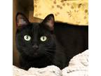 Adopt Cranberry a Domestic Short Hair