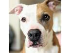 Adopt China a Pit Bull Terrier