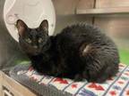 Adopt PRINCESS a Domestic Short Hair