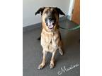 Adopt Maxine a German Shepherd Dog