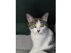 Adopt Amy Lee a Domestic Short Hair