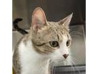 Adopt Mocha a Domestic Short Hair